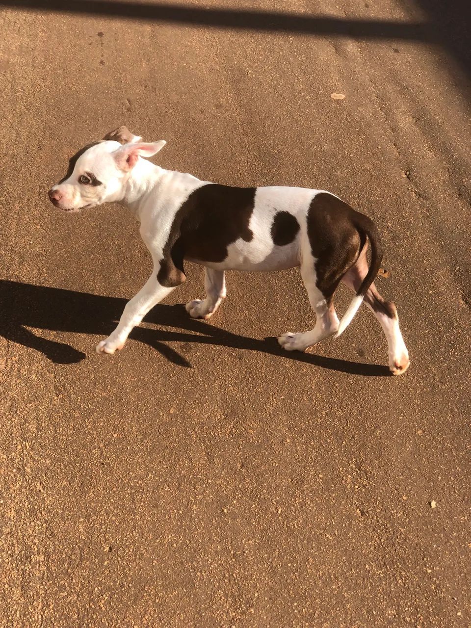 Animais de estimação  - Foto 4