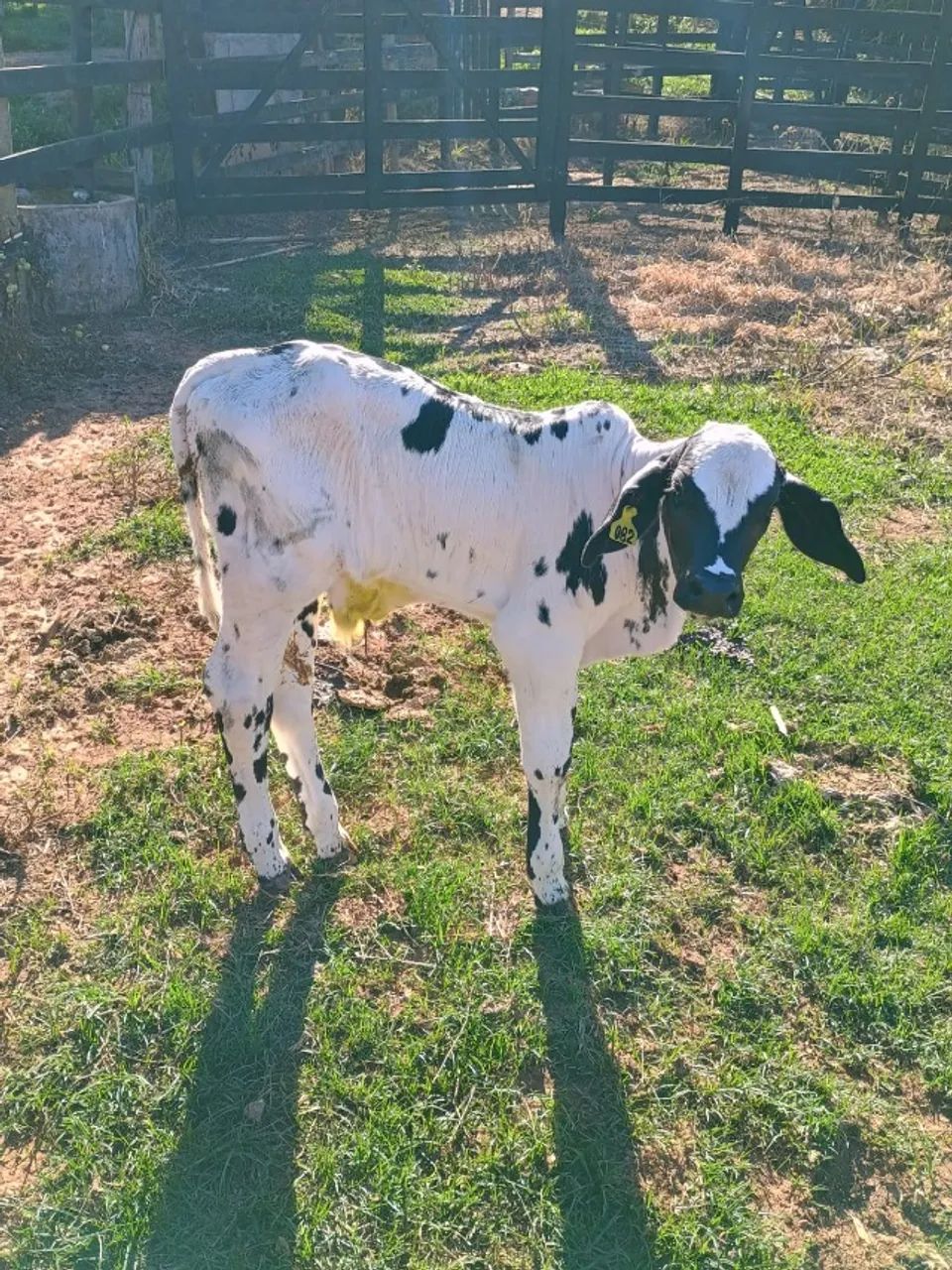 Touro Nelore Pintado - Foto 5