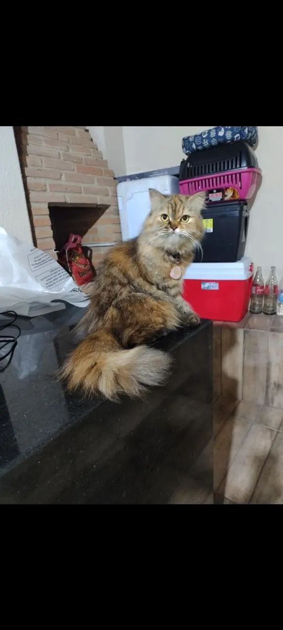 Gatinha persa disponível para adoção - Foto 2