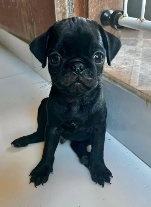 Filhote Pug Preto