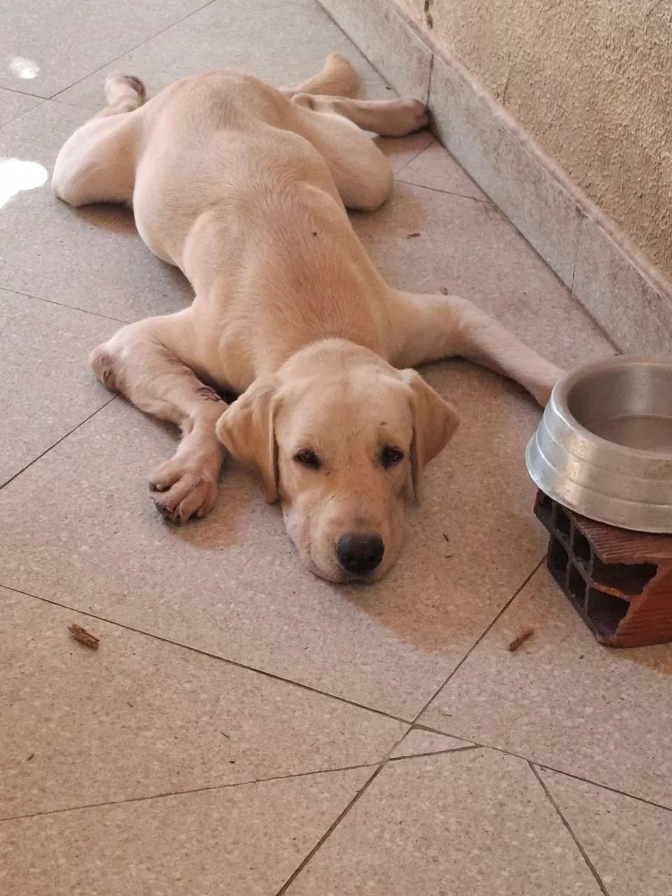 Adoção responsável para Apolo - Foto 3