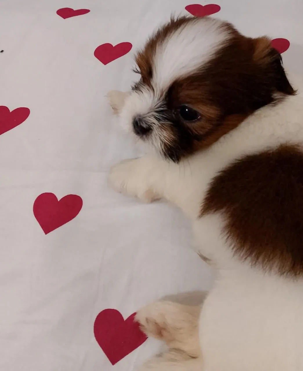 Filhote Shih Tzu macho , última semana , para vender logo, 700,00 Reais
