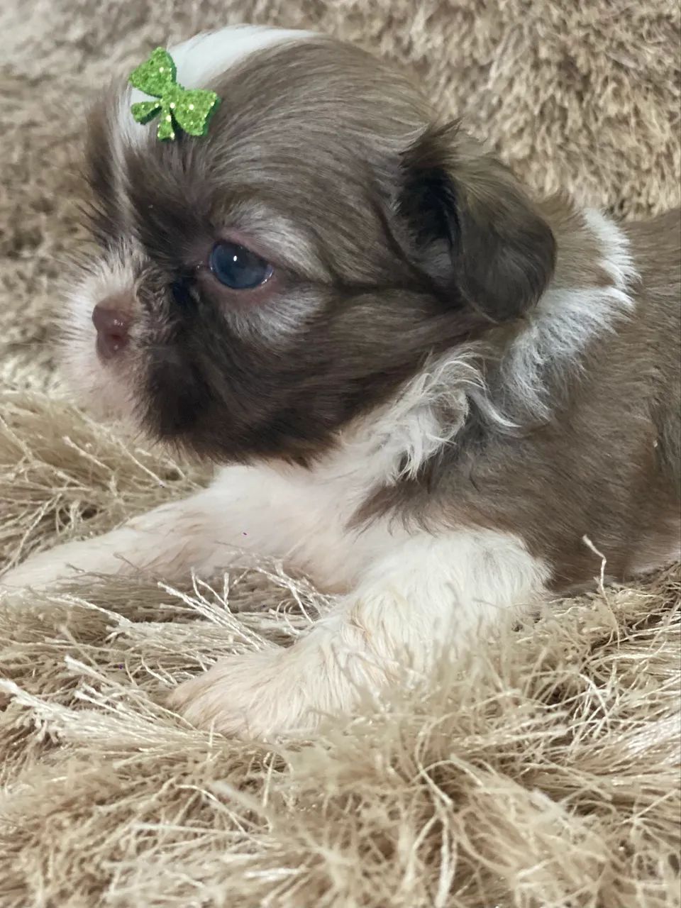 Filhotes fêmeas e machos Shih Tzu para venda ! Consultar valores na legenda .  - Foto 2