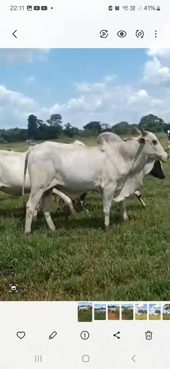 Vendo Bois em Abadia de Goiás 