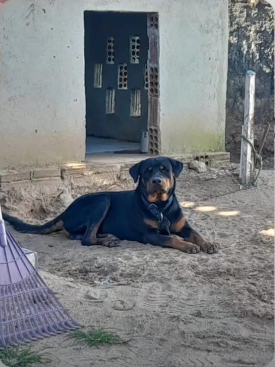 Rottweiler Fêmea