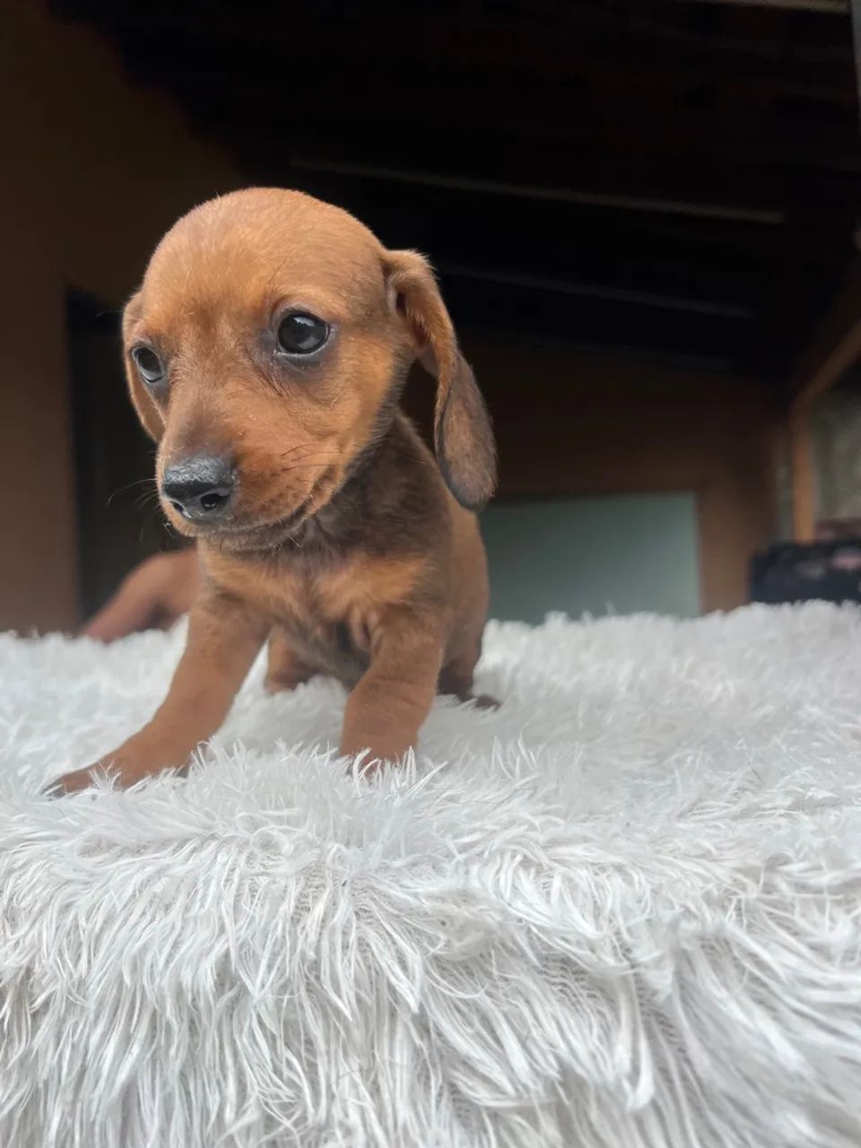 Dachshund fêmea vermelha  - Foto 2