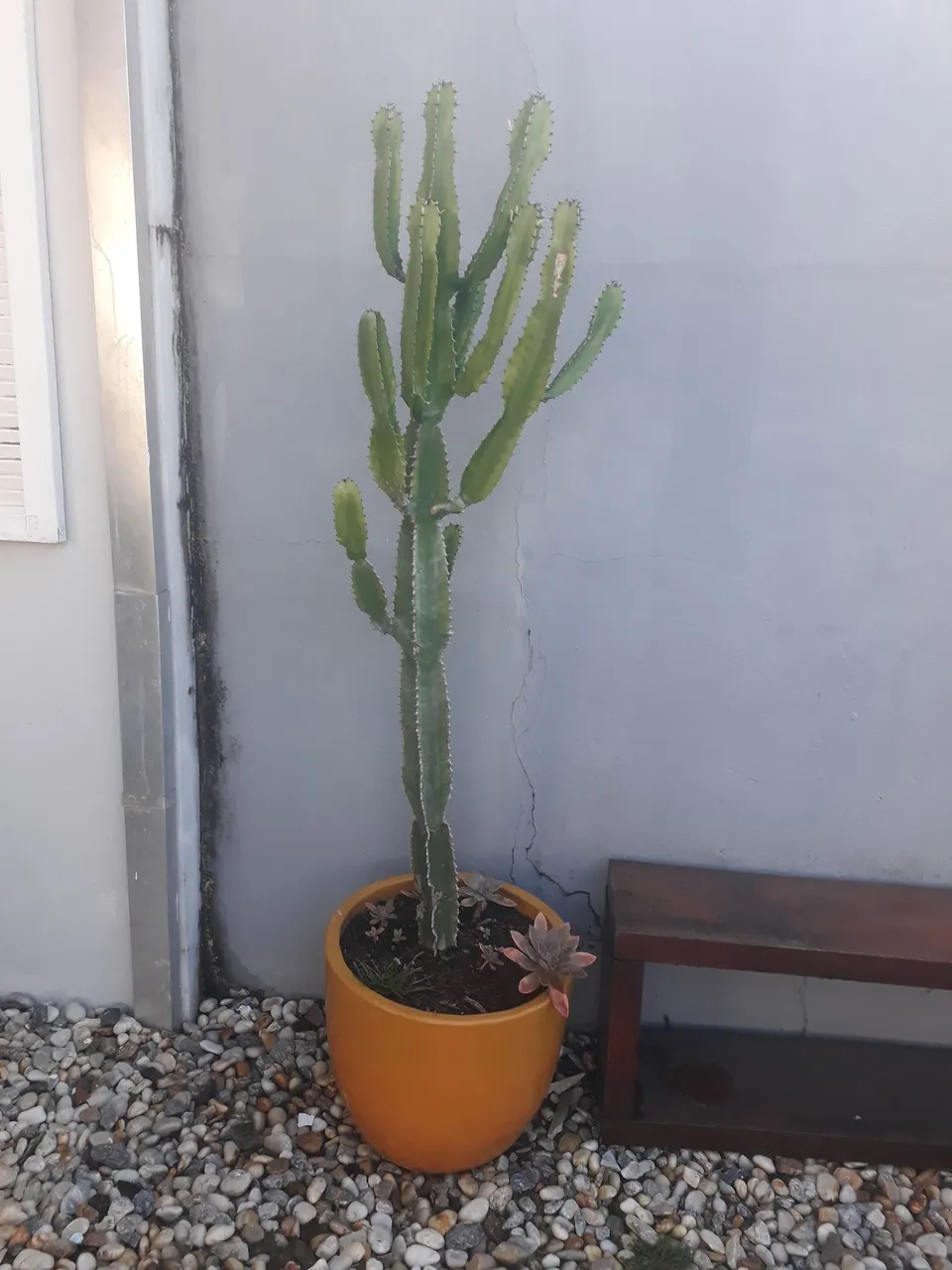 Cacto Euphorbia grande