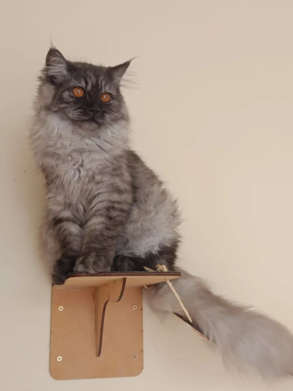 Gata perça - Foto 3