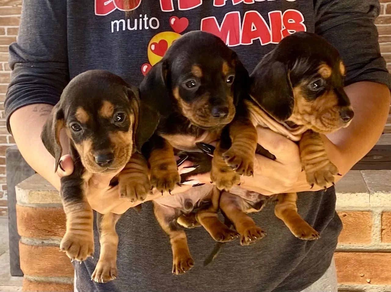 Teckel Mini  - Lindos e Saudaveis - Foto 4