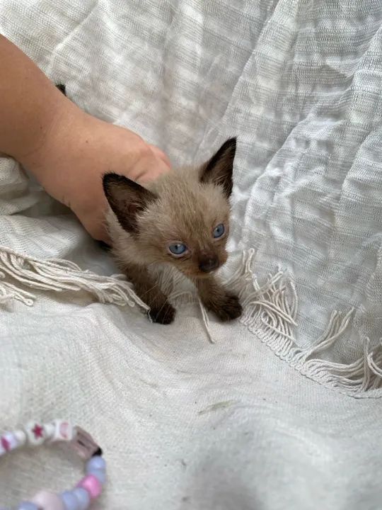 Gatinhos para adoção! - Foto 2