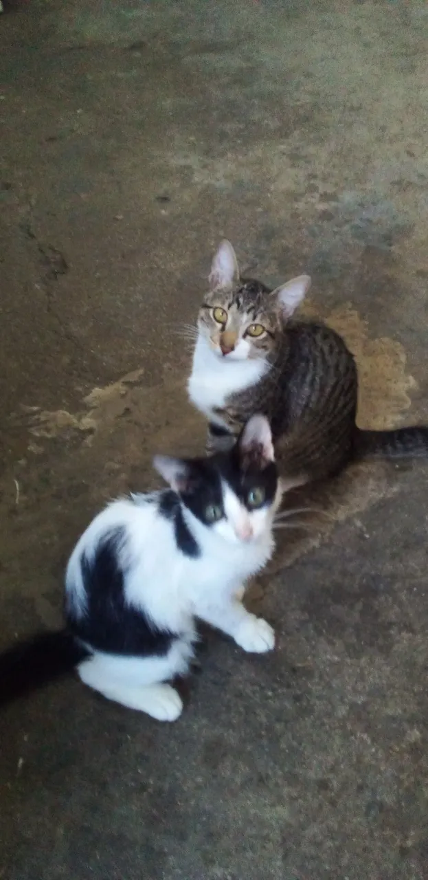 Dois gatinhos fofinhos para adoção, são doos machos são filhotes são lindos!