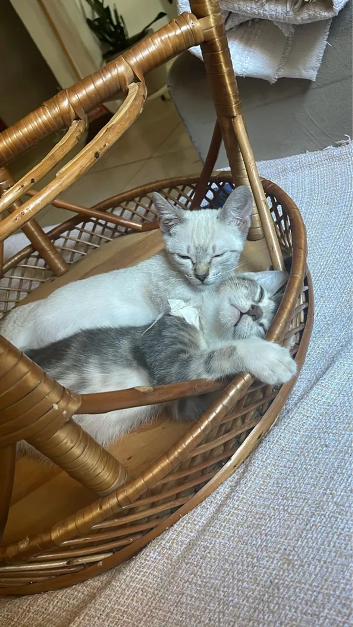 Doa se gatos 3 meses  - Foto 2