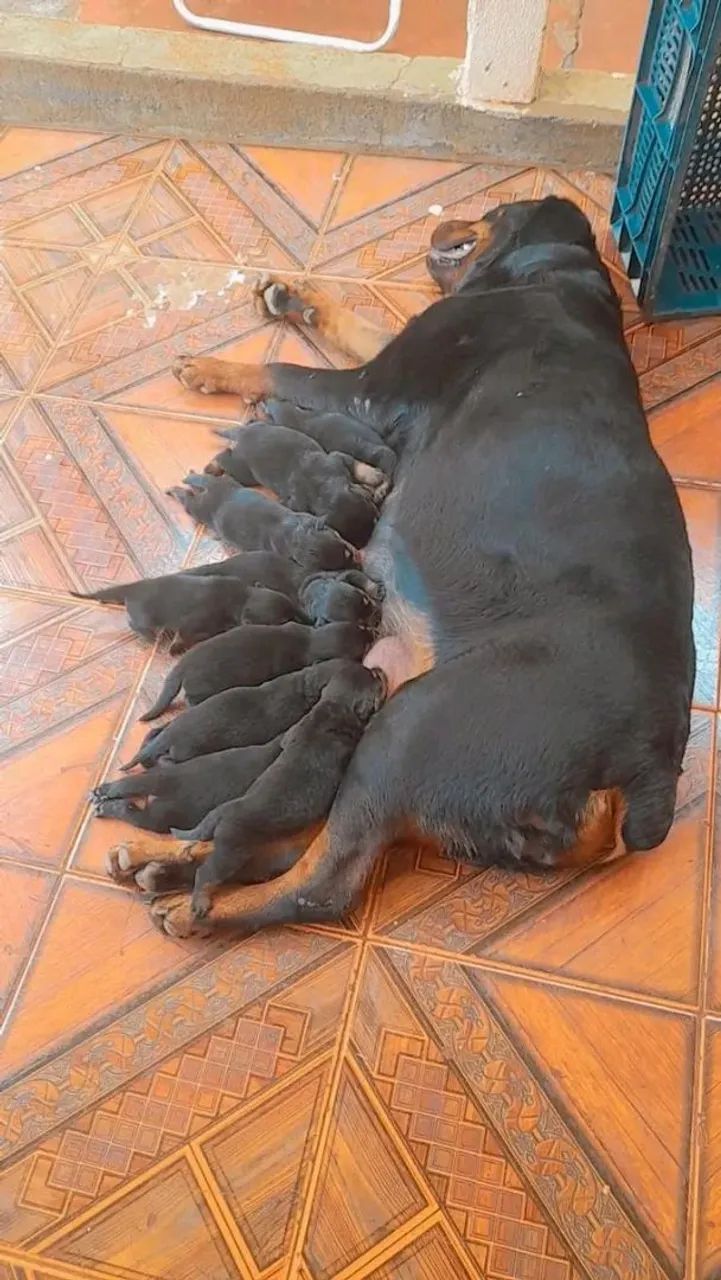 Filhote de rottweiler com chow chow - Foto 2