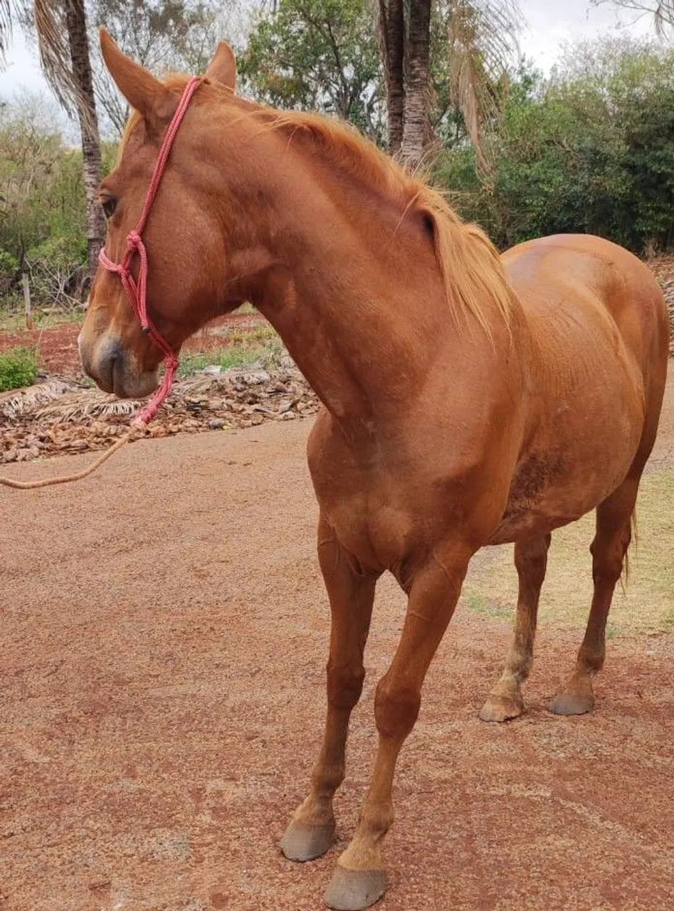 Cavalo Quarto de Milha - 9 anos - Castrado - R$ 2.500 - Foto 5