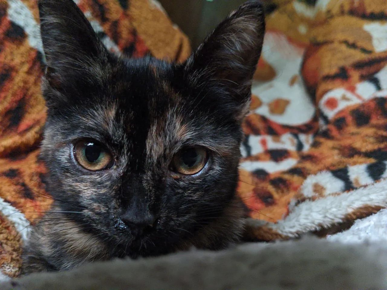 Doa-se gatinhas fêmeas. Urgente! - Foto 3