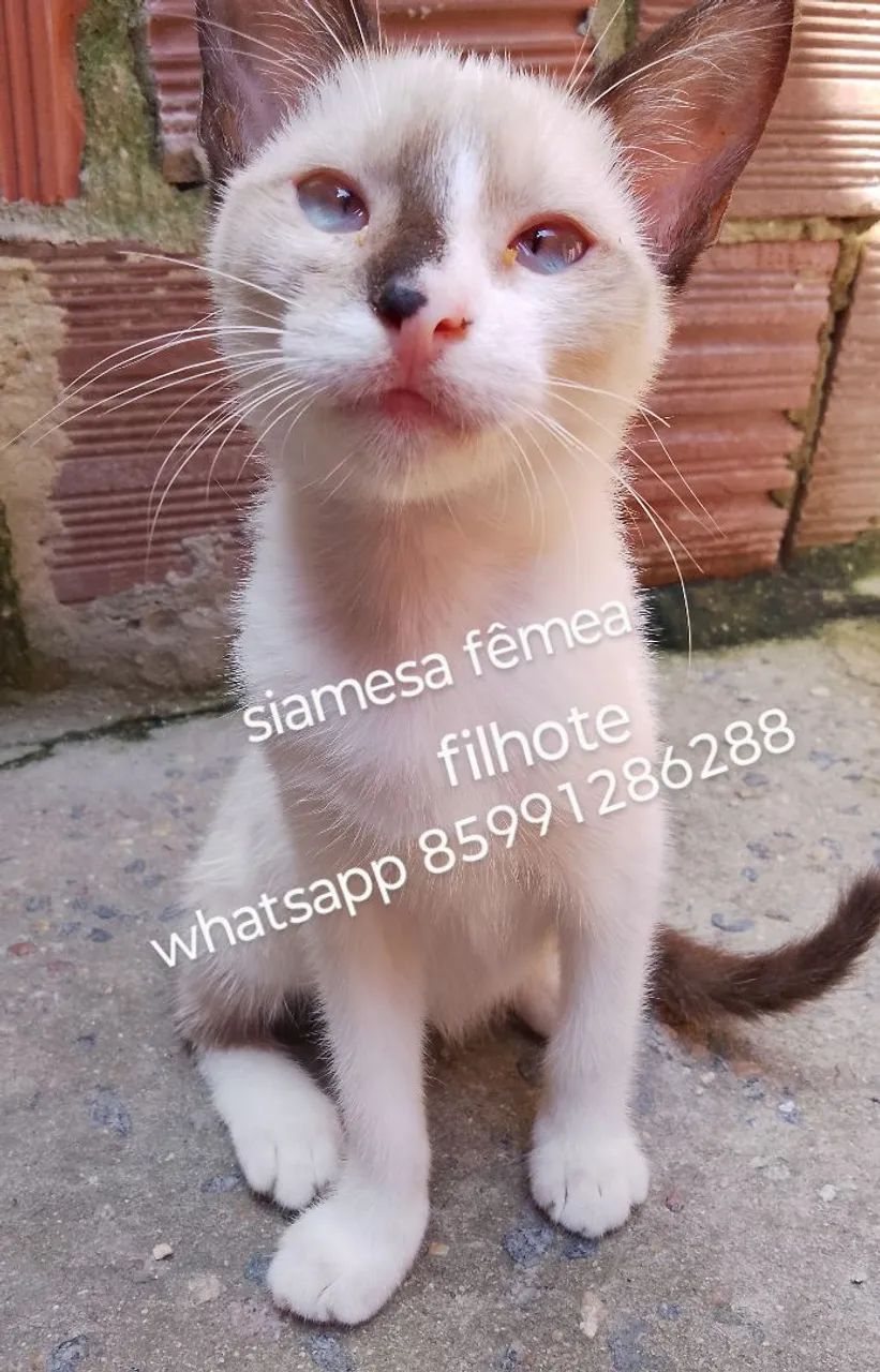 Gatinhos pra adoção  - Foto 3