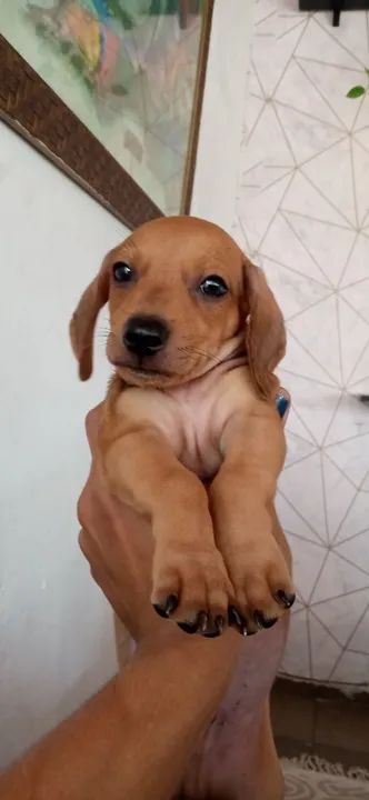 Filhote de Dachshund  - Foto 4