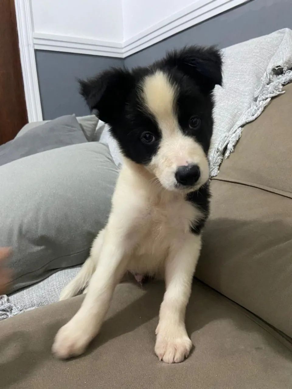 Filhotes de Border Collie Machos  - Foto 3