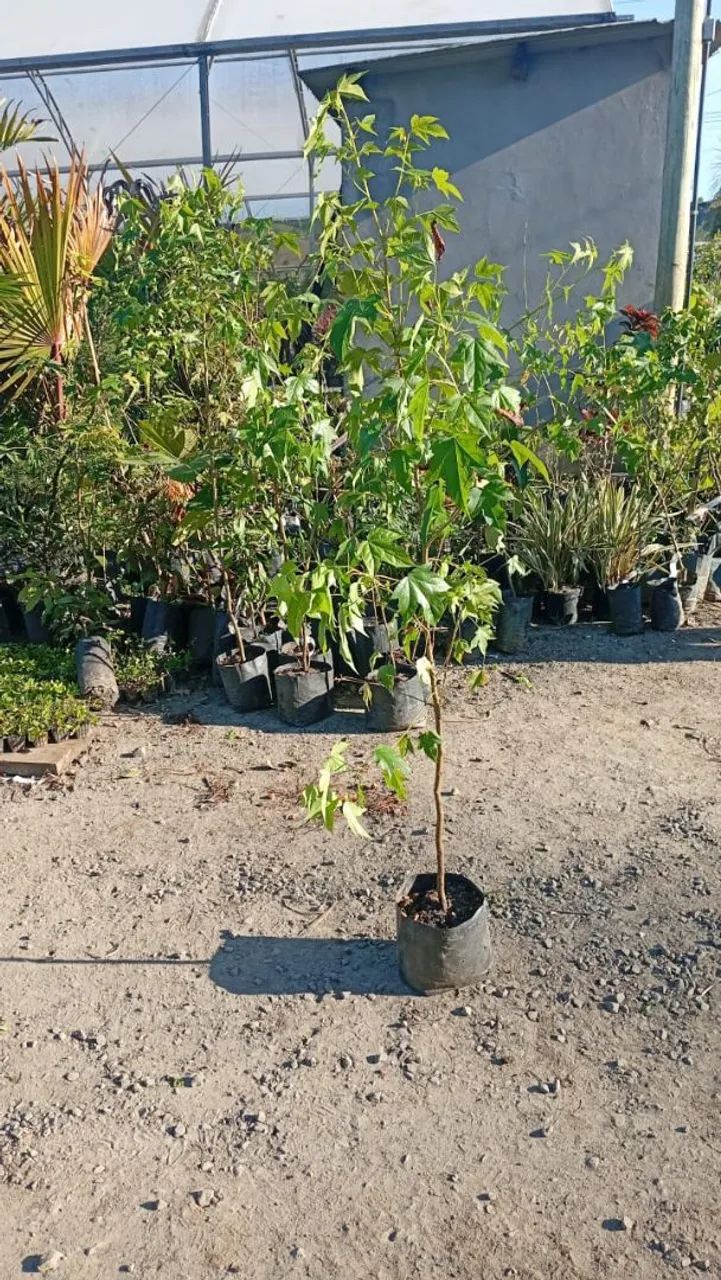 Mudas de Liquidamber 