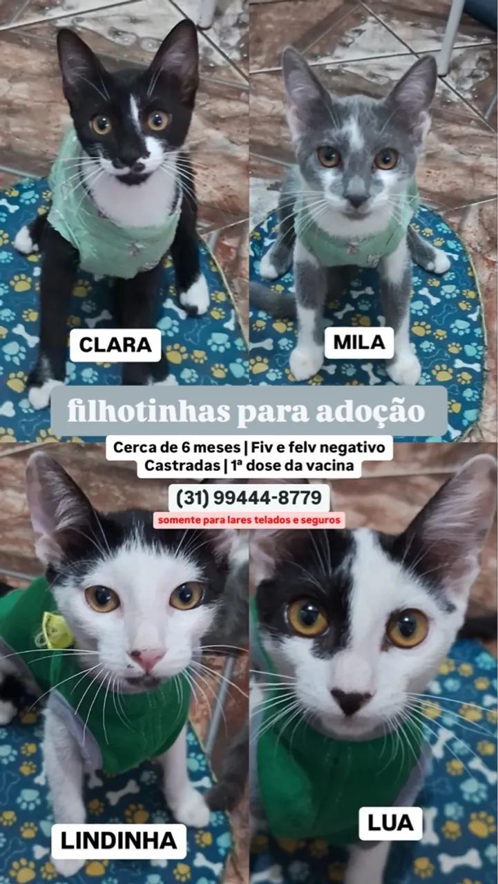 Gatinhas para adoção  - Foto 4