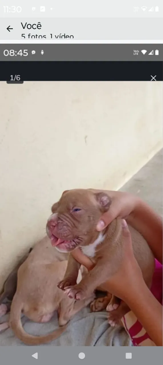 Filhote de Pitbull