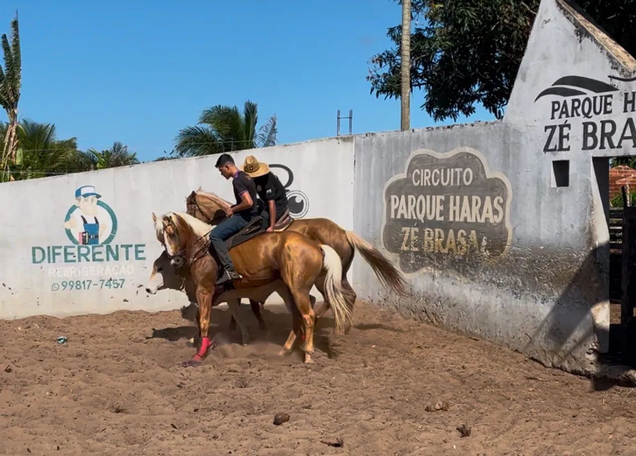 Cavalo Quarto de Milha para venda