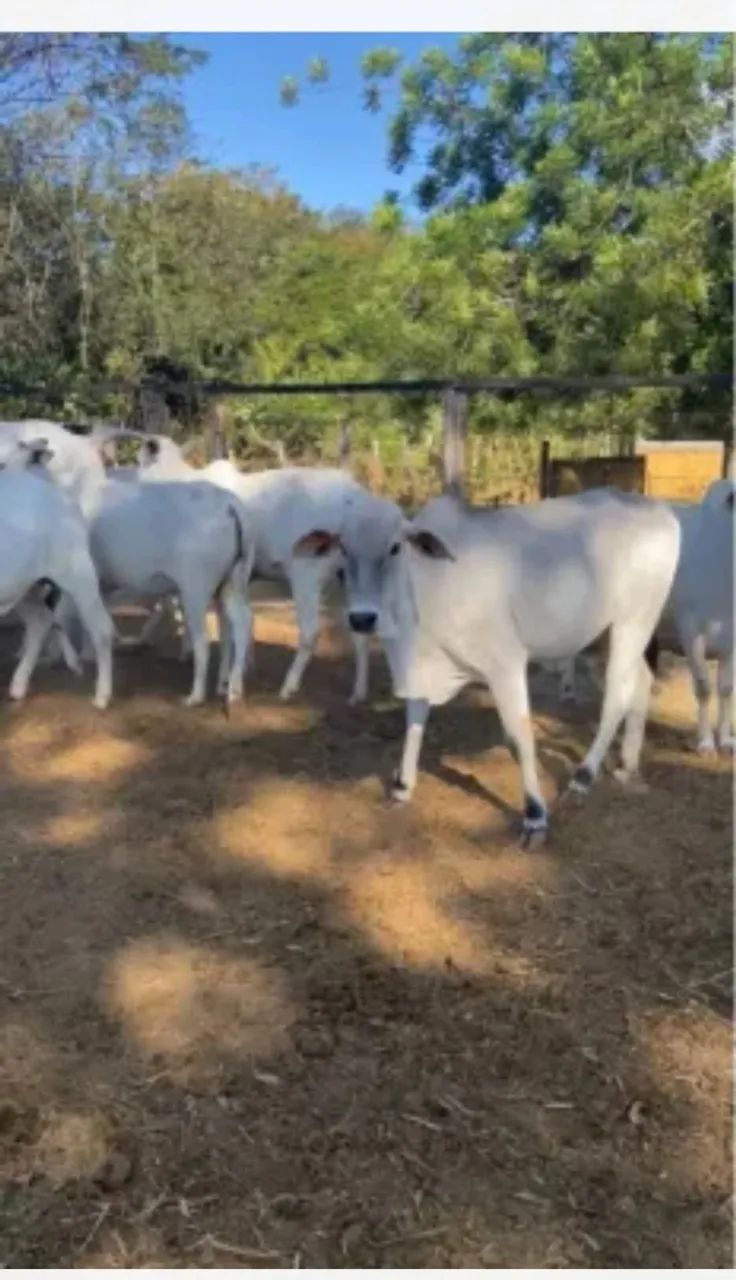 NOVILHAS e BEZERROS NELORE - Foto 2