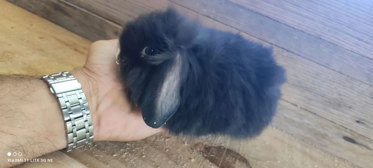 Lindos filhotes de coelhos  - Foto 3