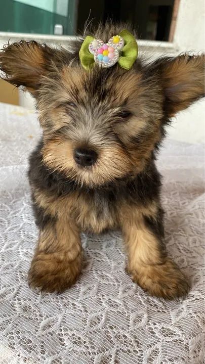 Yorkshire Terrier Fêmea - Foto 2