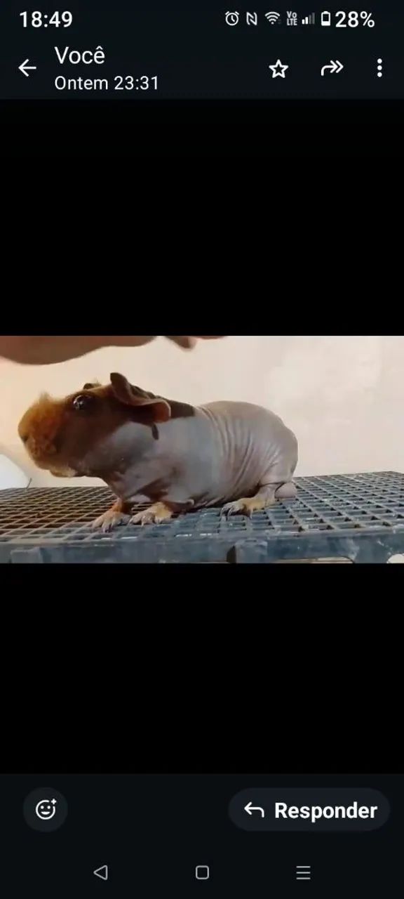 Porquinho da Índia - Skinny - Foto 3