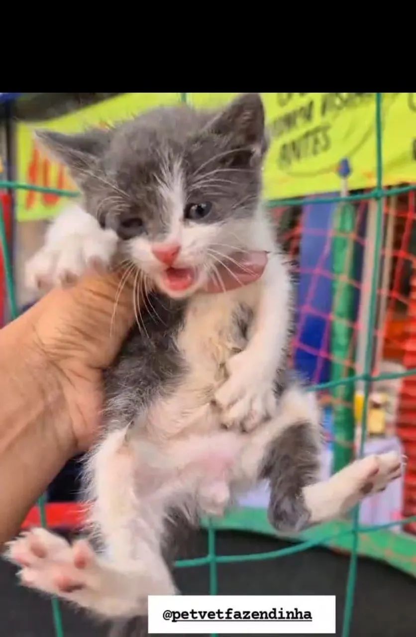 Gatinho filhote para adoção