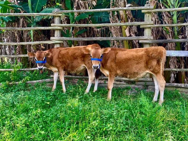 Bezerro Touro Jersey P.O  - Para Reprodução manso de Cabresto
