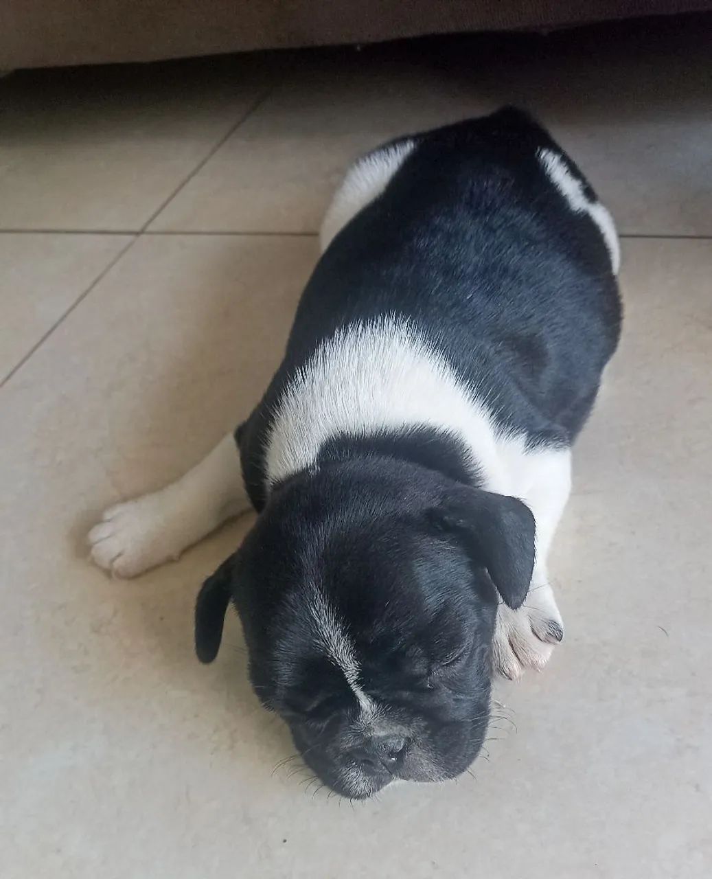 Filhote de Bulldog Francês - Foto 2