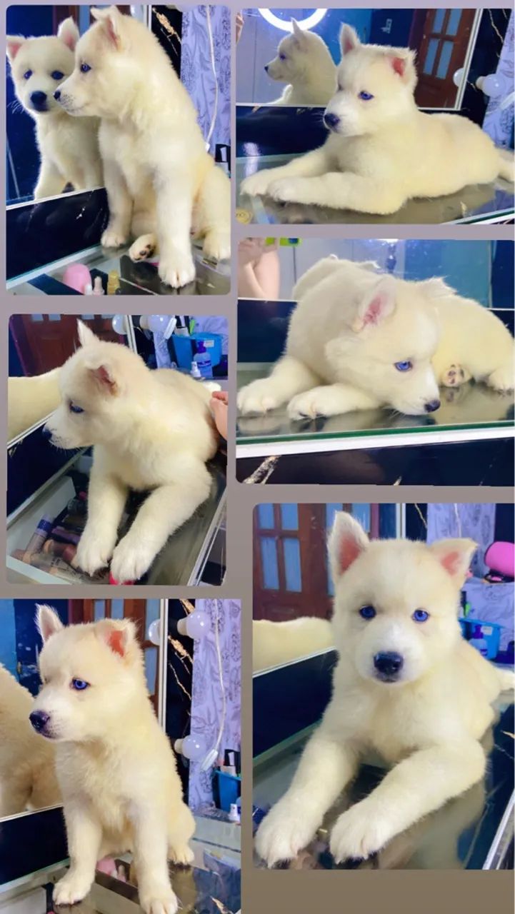 LEIAM A DESCRIÇÃO PRFV [ 2 filhotes de husky siberiano ] - Foto 3