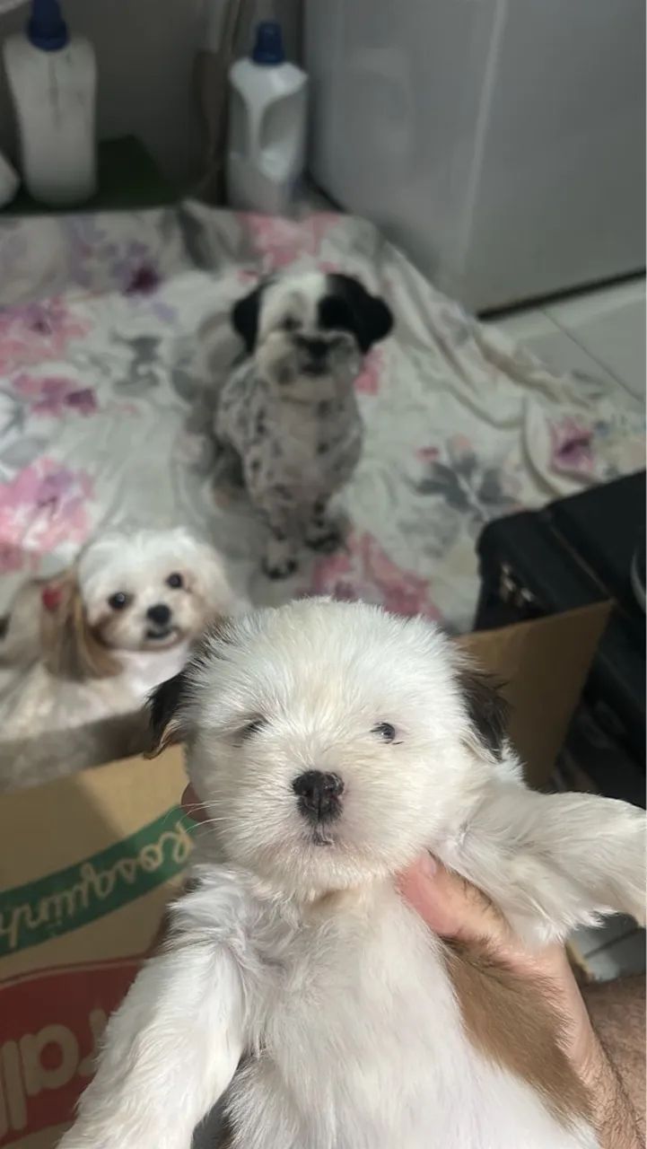 Filhote de Shih Tzu - Pelúcia de Patinhas - Foto 5