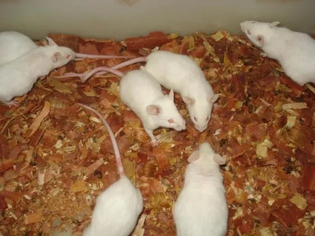 camundongos vivos