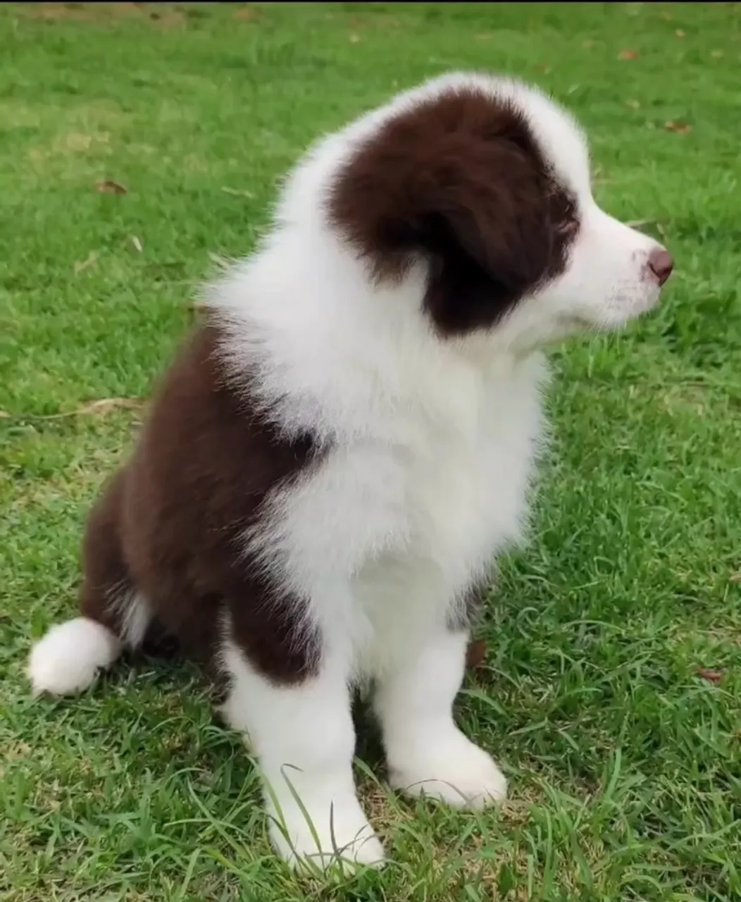 Filhote de Border Collie disponível!