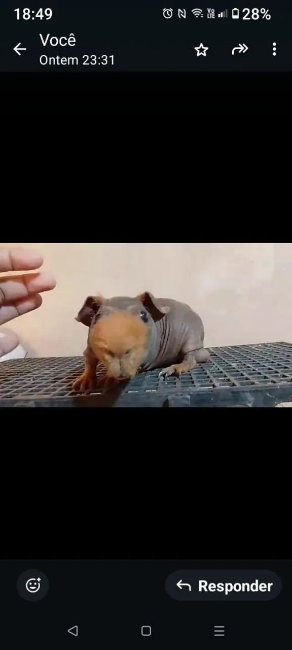 Porquinho da Índia - Skinny - Foto 2