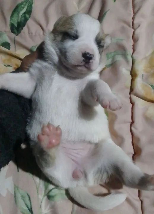 Filhotes(fêmeas)sem raça definida retirar nações 1 fazenda rio grande  - Foto 5