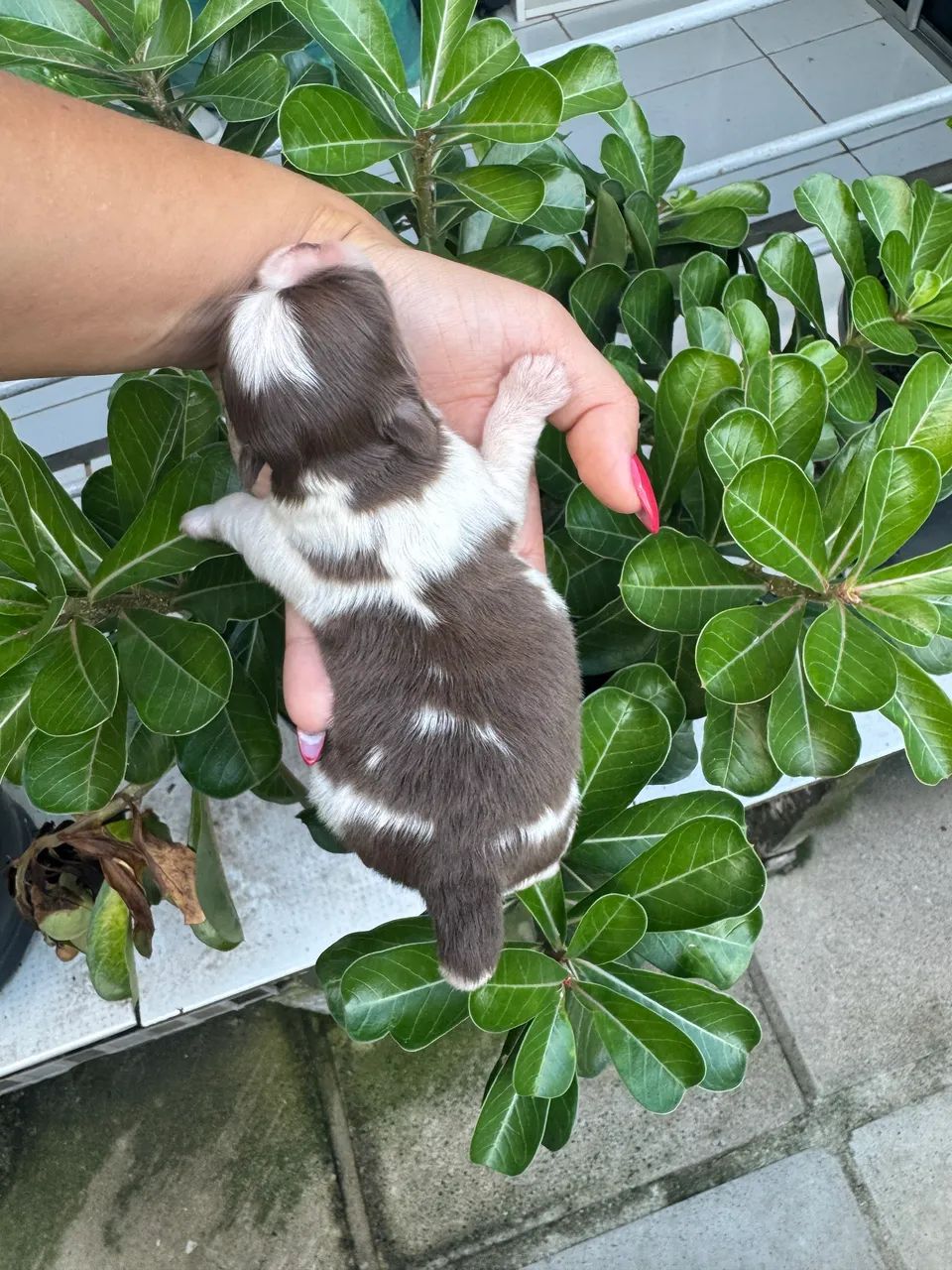 Chihuahua Machos - Foto 3