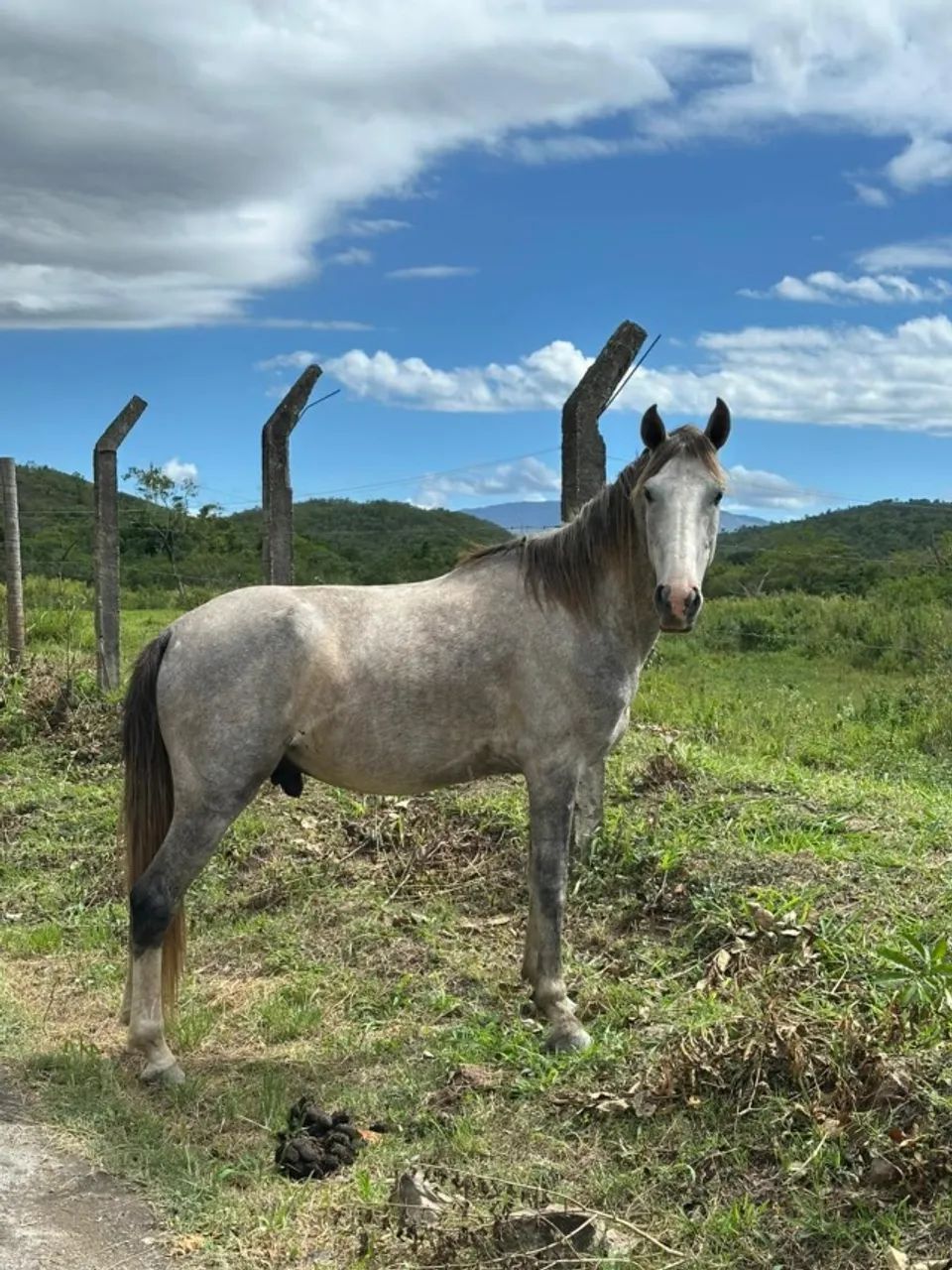 Cavalo castrado - Foto 3