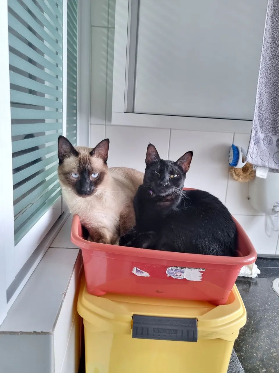 Doação de casal castrado de gatos. - Foto 3