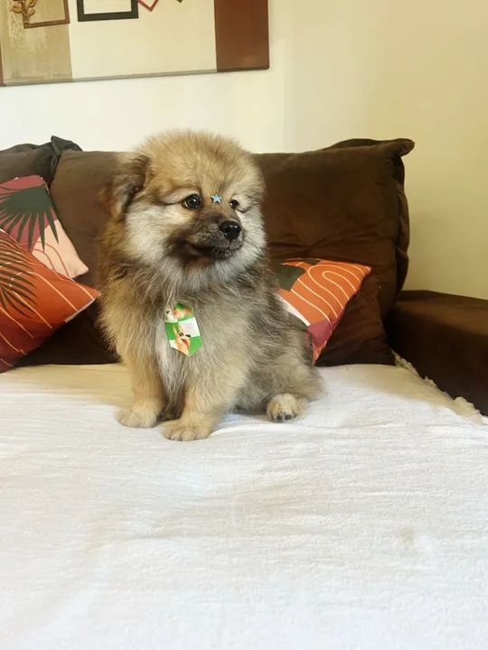 Filhote de Spitz Alemão - Foto 3