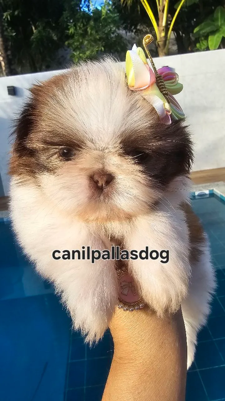 Filhote Shih Tzu fígado com branco.