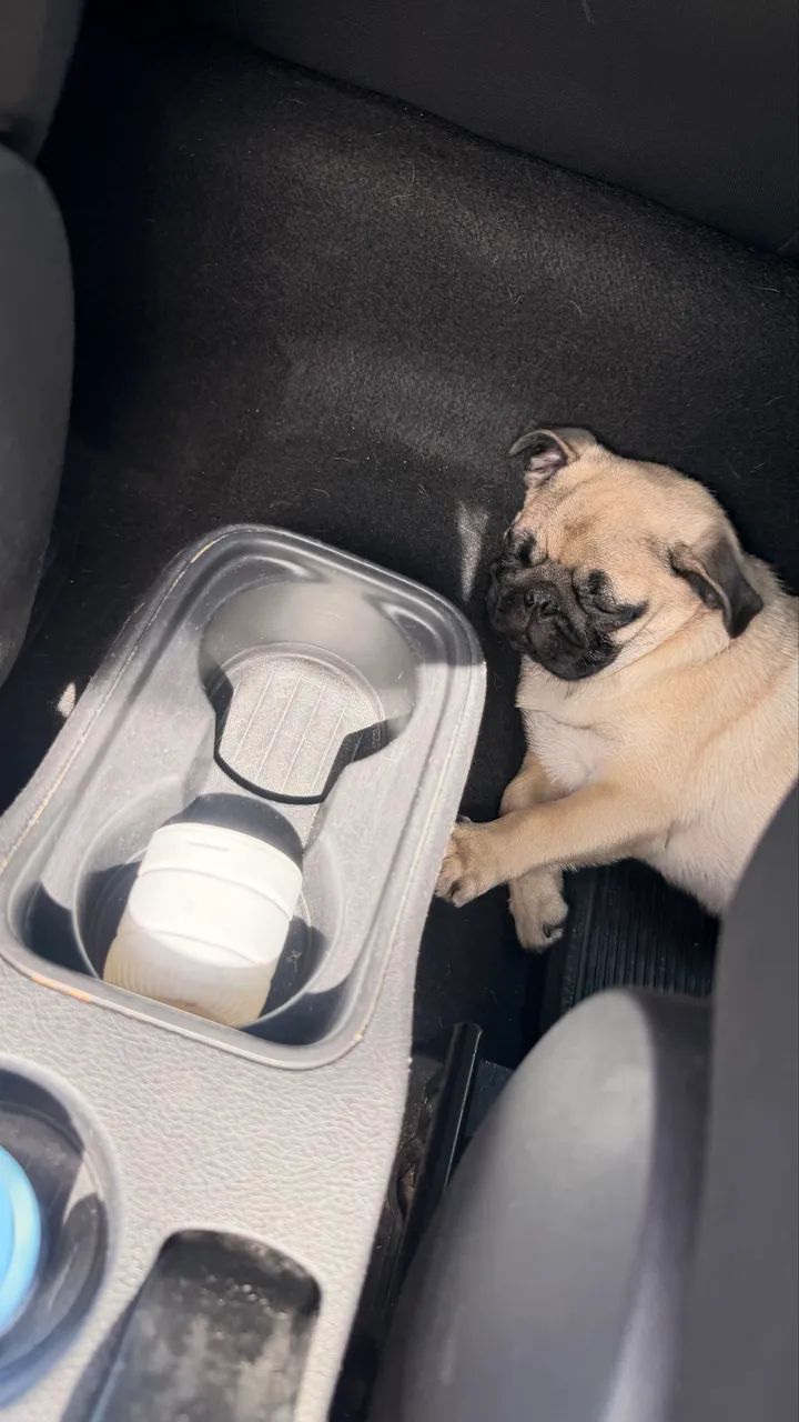 Pug 8 meses  - Foto 4