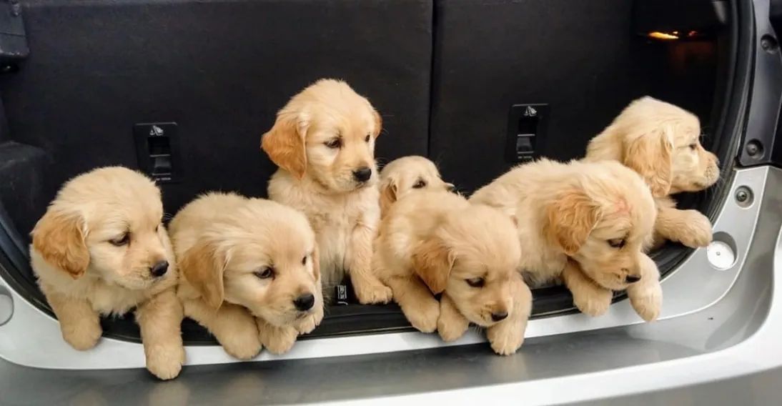 Golden Retriver  - Foto 3