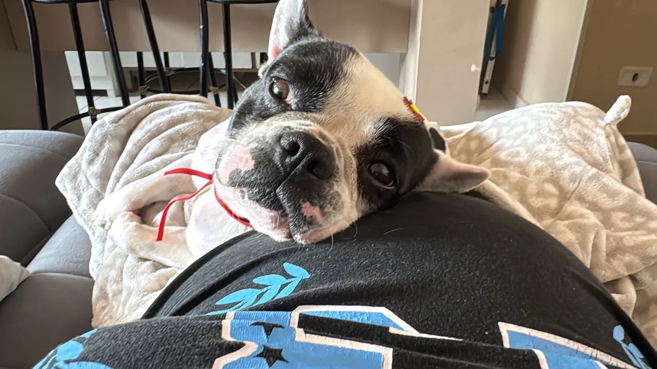 Buldogue francês  2.000 - Foto 3