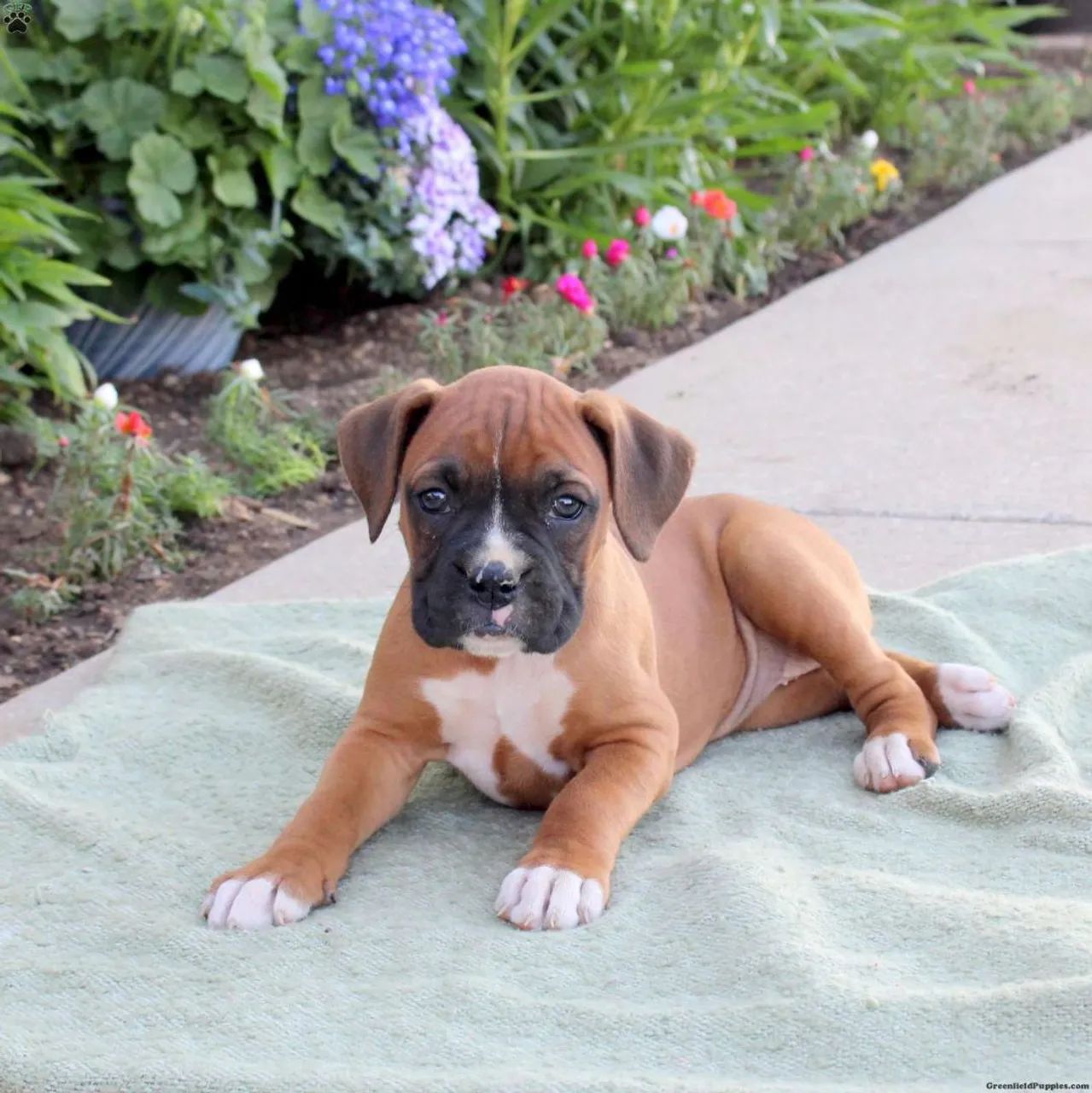 Boxer | Pronta entrega,Chama agora 