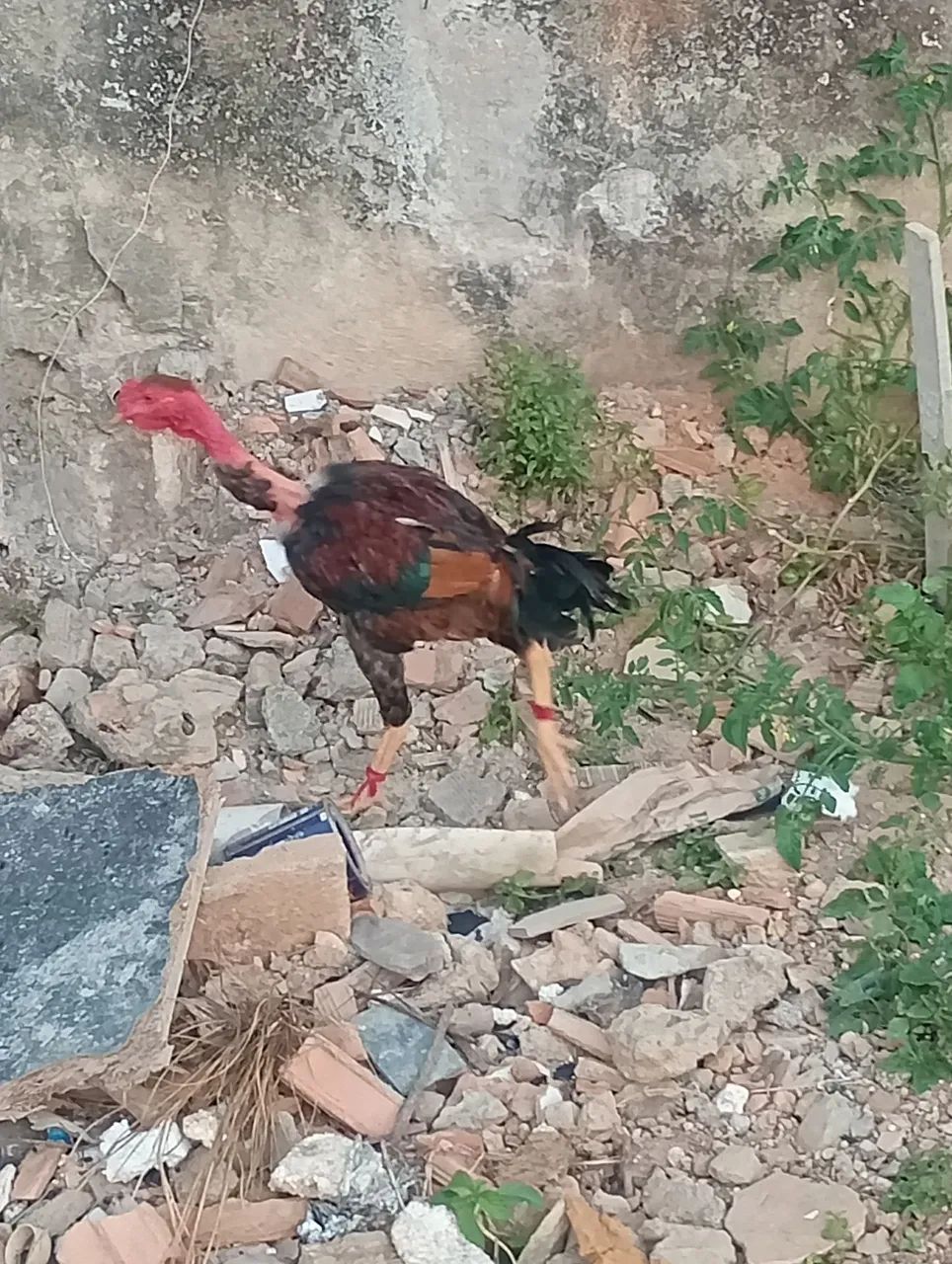 Galinhas e frangos  - Foto 3