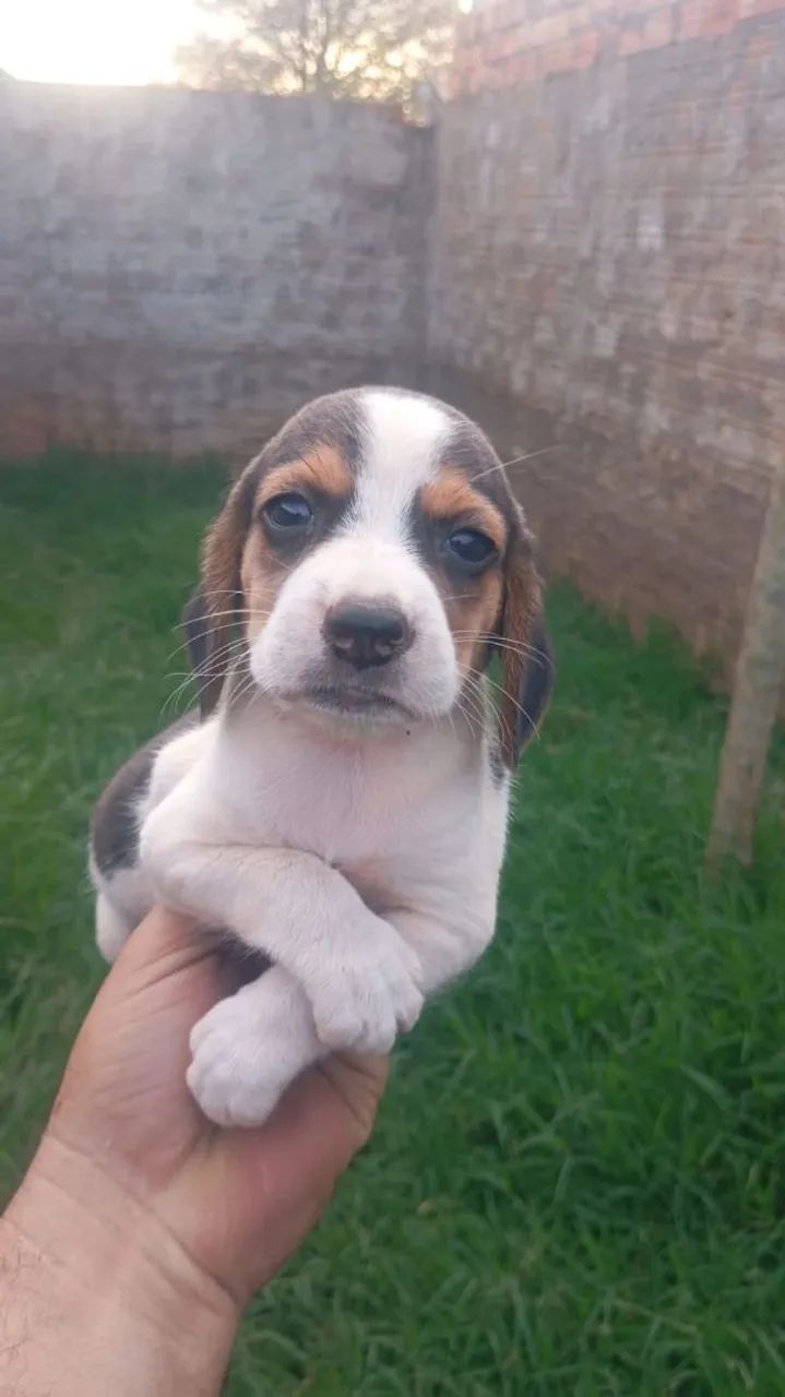 Filhotes de Beagle 